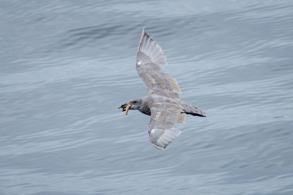 A juvenile Olympic Gull (Glaucous-winged x Western hybrid) flying with a Mottled Sea Star in its bill.

This is a brown gull with grey feathers mixed in to its back, wings and head. It has large black eyes and a black bill.