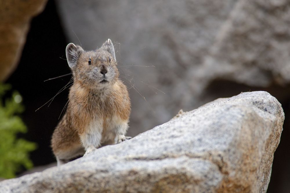 An American Pika standing on a rock

This is a small brown mammal that looks like an extremely cute cross between a rabbit and a mouse. It has short, round ears, large dark eyes and long whiskers.