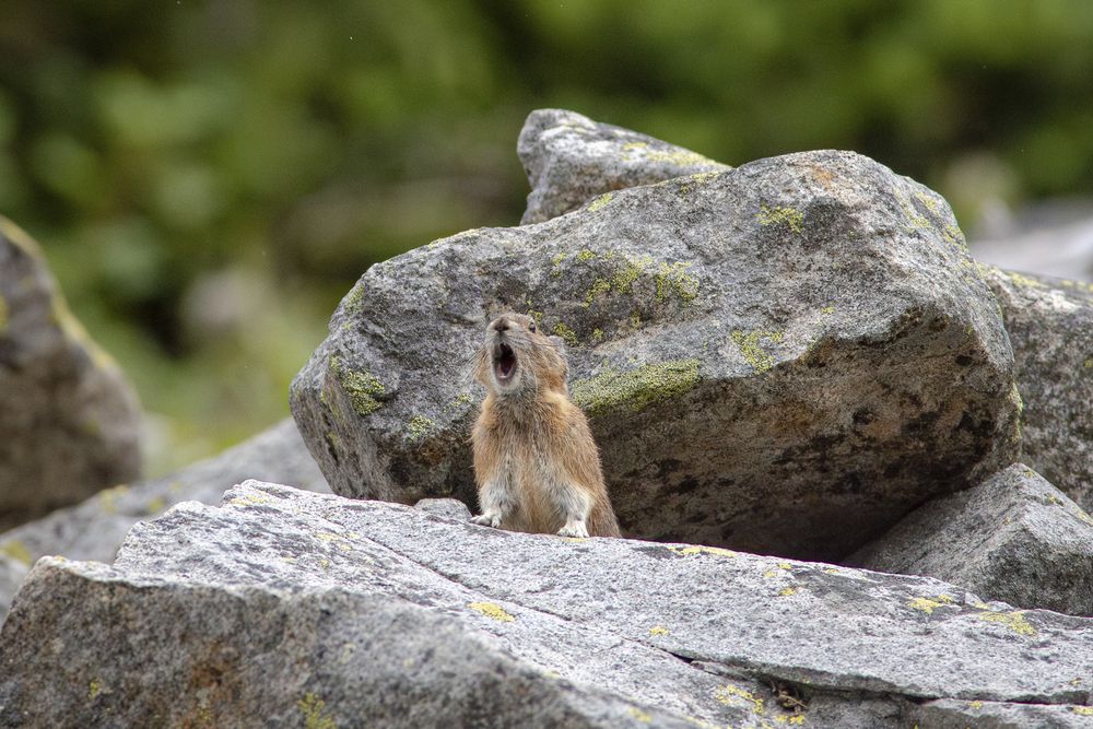An American Pika standing on a rock and alarm calling in response to a raven flying overhead

This is a small brown mammal that looks like an extremely cute cross between a rabbit and a mouse. It has short, round ears, large dark eyes and long whiskers.