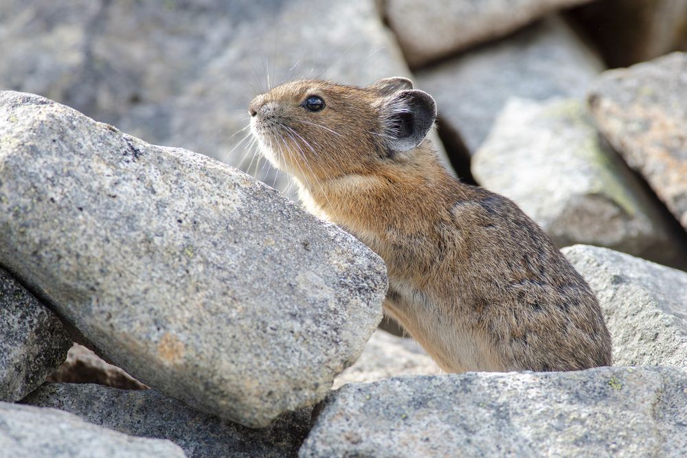 An American Pika climbing onto a rock.

This is a small brown mammal that looks like an extremely cute cross between a rabbit and a mouse. It has short, round ears, large dark eyes and long whiskers.