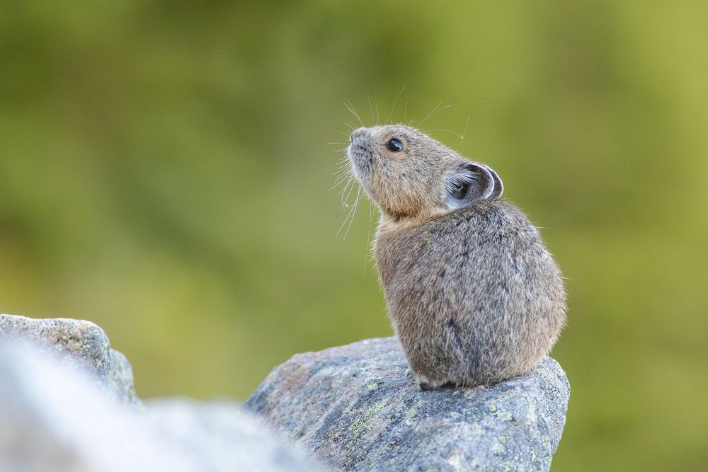 An American Pika sitting on a rock with its nose in the air.

This is a small brown mammal that looks like an extremely cute cross between a rabbit and a mouse. It has short, round ears, large dark eyes and long whiskers.