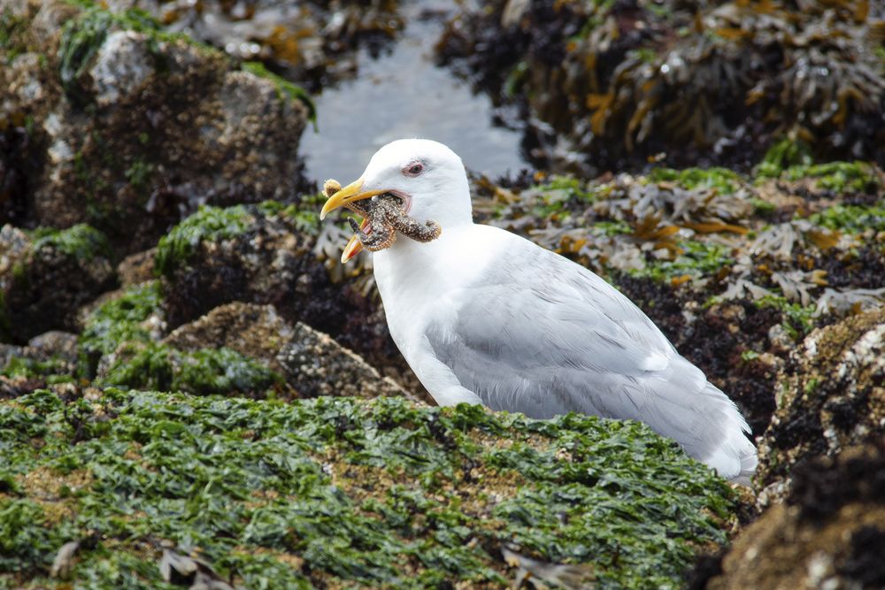 A Glaucous-winged Gull  standing in algae-covered boulders with a Mottled Sea Star in its bill.

This is a large white gull with a pale grey back. Its bill is bright yellow with a red spot at the tip. Its gape and the skin around its eyes are pink.