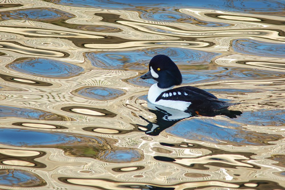 A male Barrow's Goldeneye swimming. The water is golden-colored and has an interesting warped geometric texture with a few splashes of blue because it's reflecting a building that was, in turn, reflecting the lowering afternoon sun.

This is a white duck with a black back and black head. Six white spots break up the solid black of his back, while the black of his head is interrupted by his bright yellow eye and a teardrop-shaped patch of white just behind his black bill.