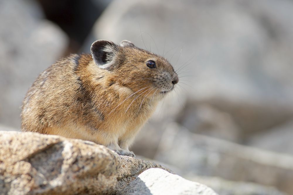 An American Pika sitting on a rock.

This is a small brown mammal that looks like an extremely cute cross between a rabbit and a mouse. It has short, round ears, large dark eyes and long whiskers.