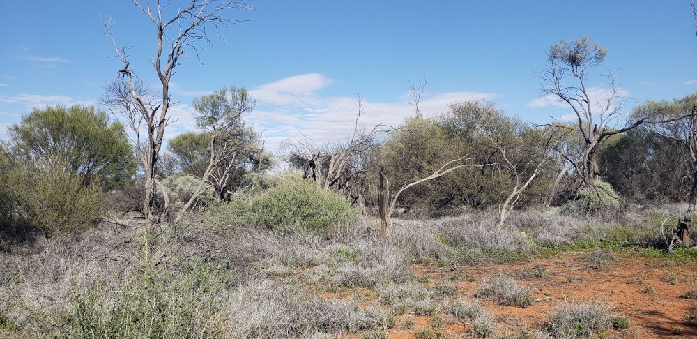 A desert landscape with dry trees and scraggly bushes in red soil. I really cannot emphasize how dry and not-suitable-kingfisher habitat this picture is.