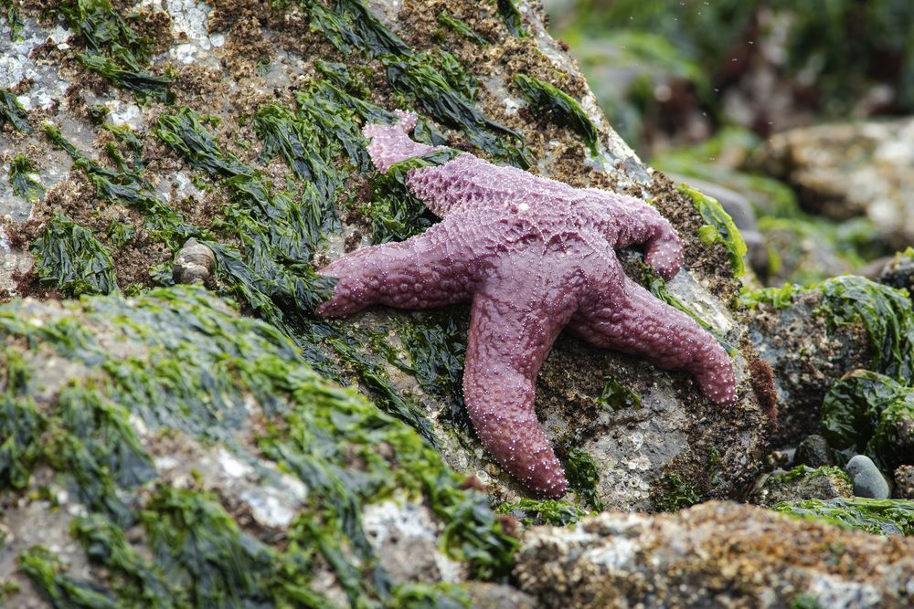 A purple Ochre Sea Star on an algae-covered rock.