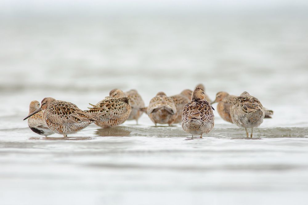 A group of nine Short-billed Dowitchers and one Dunlin wading in shallow water.

The Dowitchers are cinnamon-brown shorebirds with long, straight black bills, densely patterned white and brown bellies, and a dark eyestripe. The Dunlin is a slightly smaller shorebird with red-brown feathers, and a white belly with a large black spot.