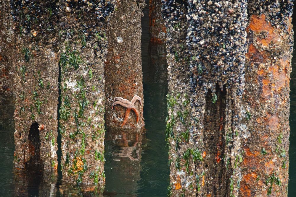 An orange Mottled Sea Star on a dock piling