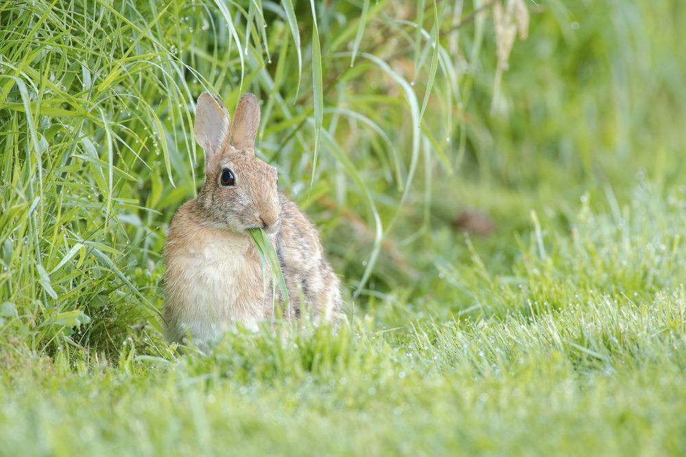 An Eastern Cottontail eating grass while sitting on a mowed section of lawn, right next to longer grasses.

This is a brown rabbit with a paler underside, very large black eyes and short, cute ears with white fur in the middle.