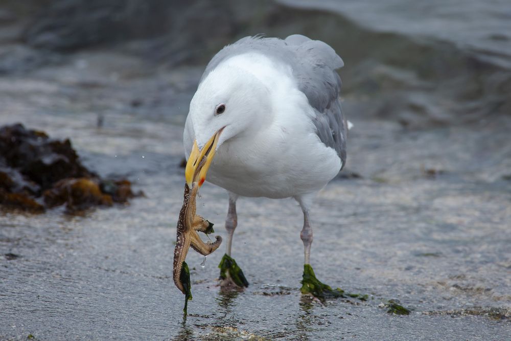 A Glaucous-winged Gull  picking up a Mottled Sea Star on a sandy beach.

This is a large white gull with a pale grey back. Its bill is bright yellow with a red spot at the tip and its legs are pinkish grey.