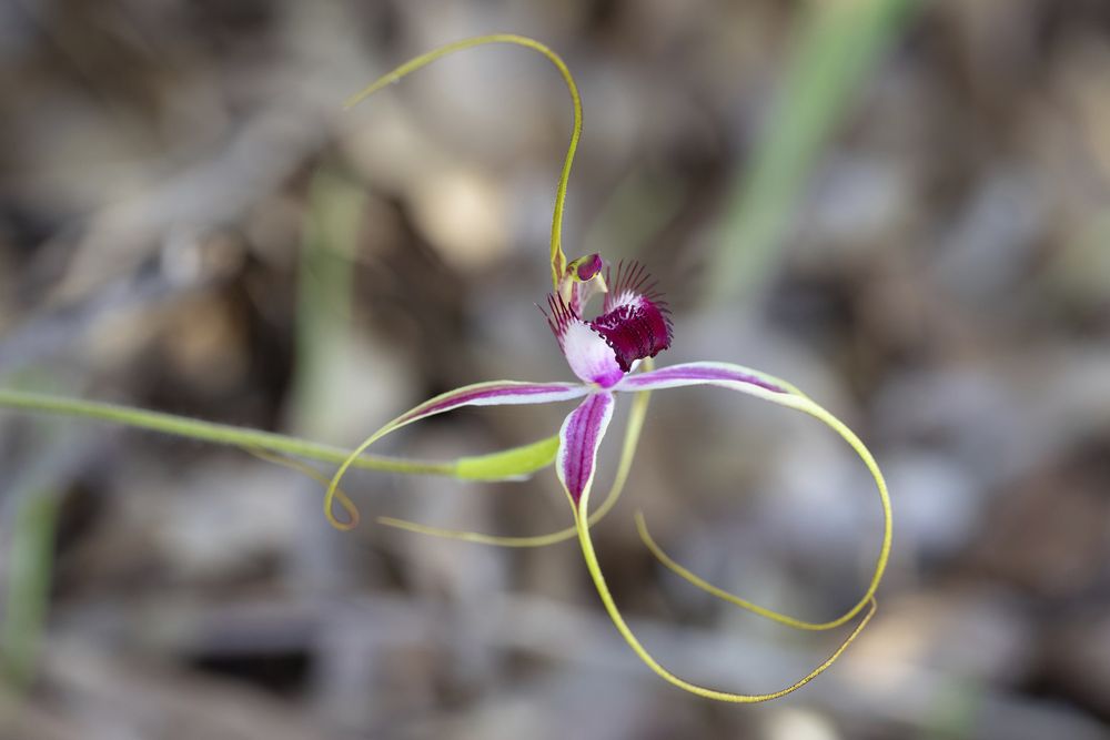 A flowering spider orchid. This is a pink orchid with five long, skinny petals with green tips and a dark pink labrum.