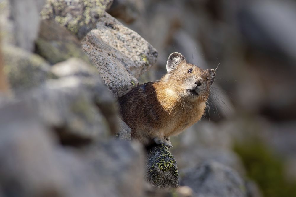 An American Pika peeking out from lichen-covered rocks.

This is a small brown mammal that looks like an extremely cute cross between a rabbit and a mouse. It has short, round ears, large dark eyes and long whiskers.