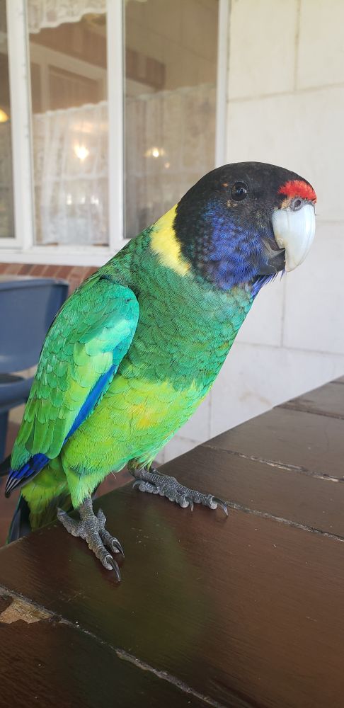 An Australian Ringneck parrot on a brown picnic table.