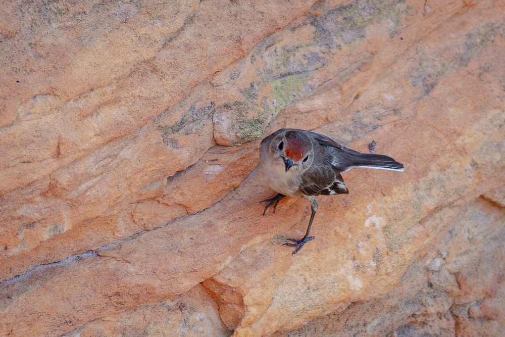 A female Red-capped Robin on orange sandstone. This is a small brown bird with a pale chest, a long black and white tail, black and white wings, and a red forehead.