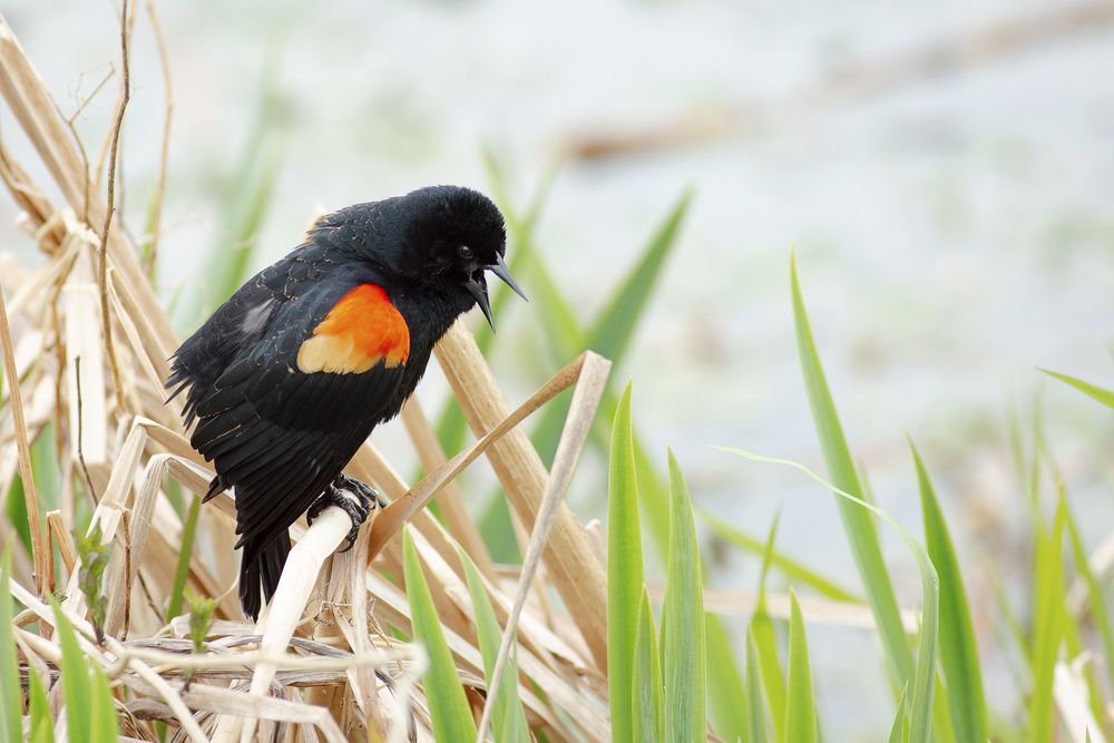 A male Red-winged Blackbird perched on dry reeds and calling. His posture is hunched and his feathers are fluffed up.

This is a black bird with a thin, black bill and dark eyes. He has a large patch of bright red feathers on his shoulder, bordered by bright yellow.