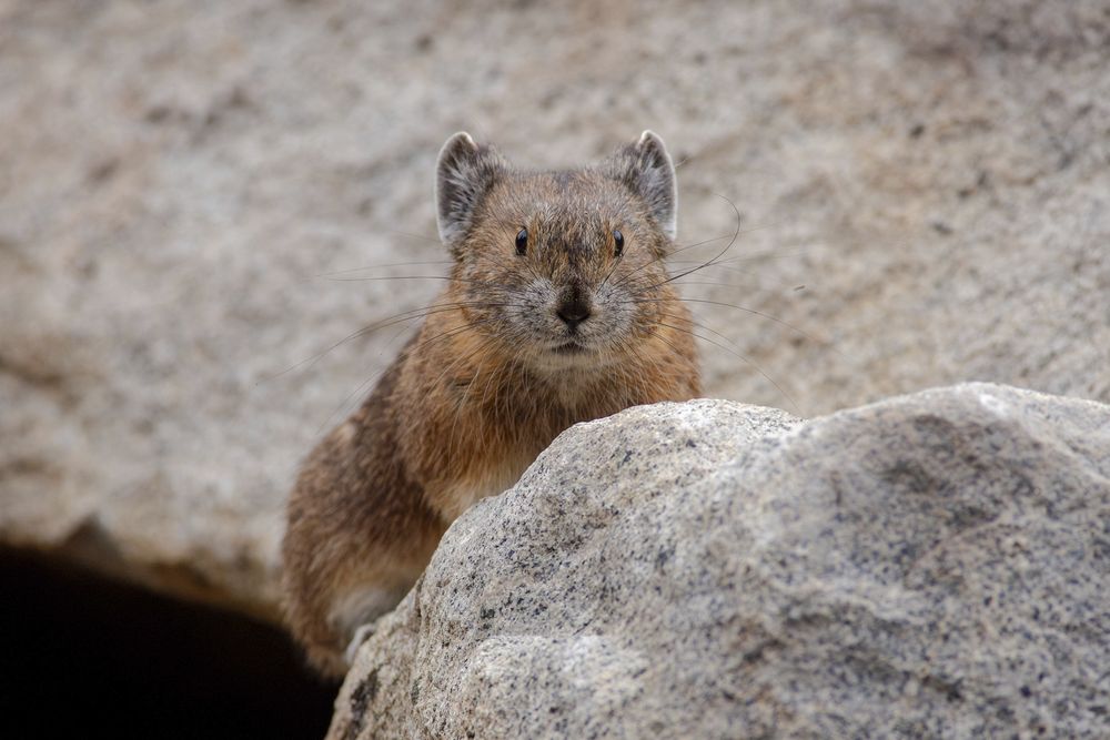 An American Pika standing on a rock

This is a small brown mammal that looks like an extremely cute cross between a rabbit and a mouse. It has short, round ears, large dark eyes and long whiskers.