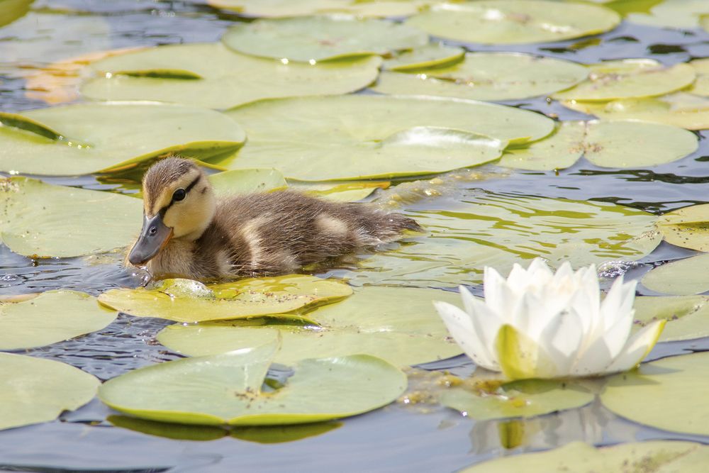 A Mallard duckling swimming through water lilies

This is a fuzzy brown duckling with a  yellow head, a dark cap of feathers, a dark eye stripe and a dark brown bill.