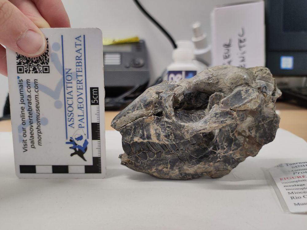 Skull of the fossil species Protypotherium sp. seen from the side