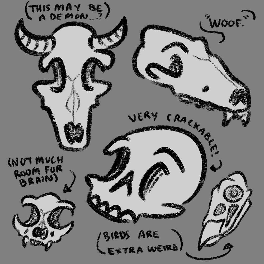5 different skulls drawn roughly without much accuracy since no reference was used. The skulls are some kind of horned ungulate, a canine, a cat, a human, and a bird. Each have little quips around them. THe ungulate is labeled "this may be a demon...?", the canine is labelled "'Woof.'", the cat is labelled "not much room for brain", the human is labelled "very crackable!" with an arrow pointing towards the top of the head that looks rather egg shaped, and the bird is labeled as "Birds are extra weird" 