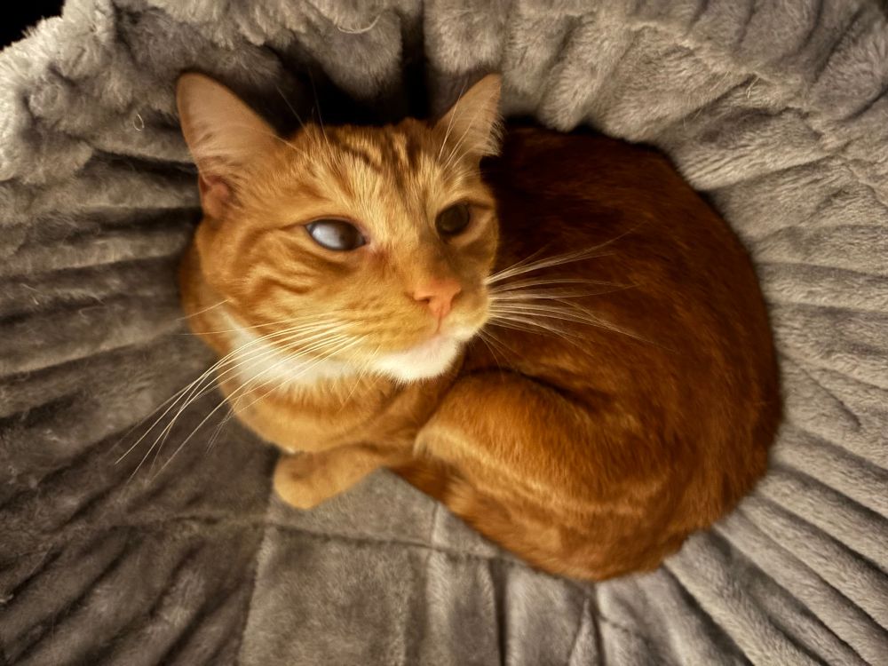 A ginger cat looking up at the camera from within a grey fabric hammock 