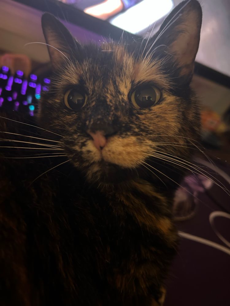 tortoiseshell cat with wide dilated eyes looking for pets on my desk. she is on a purple desk mat in front of my keyboard. 