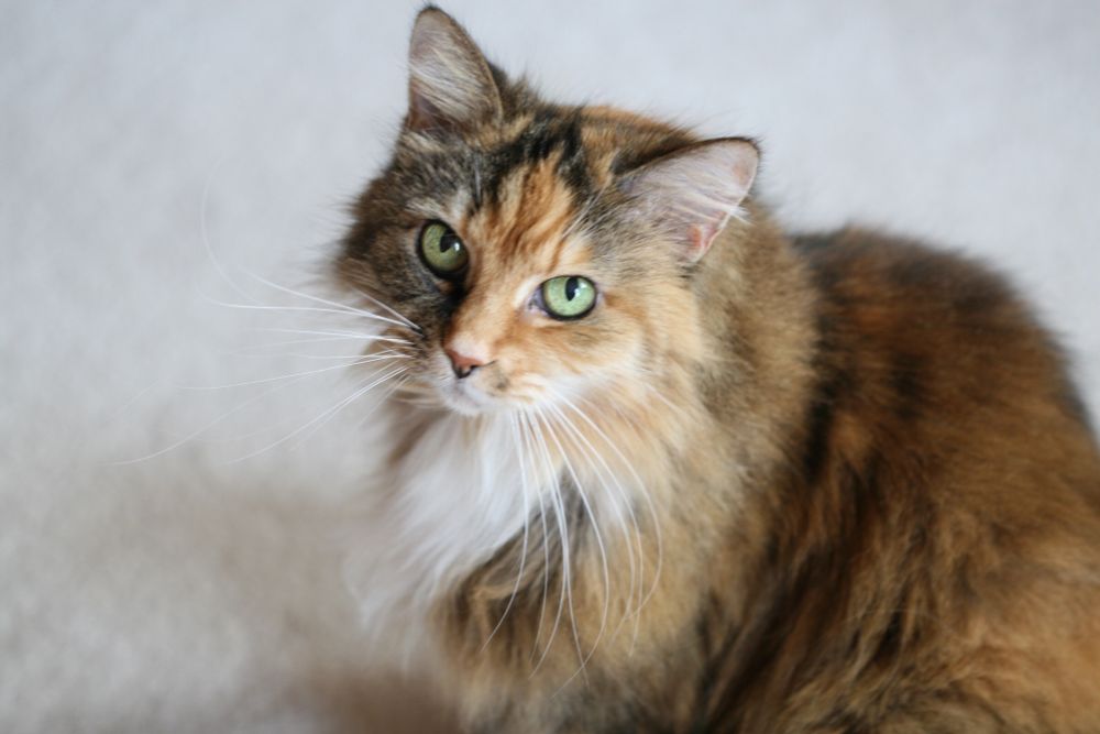 Bungee the gorgeous Norwegian Forest cat, light green eyes and tabby coloring with a Snow White ruff, staring at the camera against a large get cream background. 