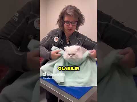 Kedi ve Göz Bakımı 🐈
