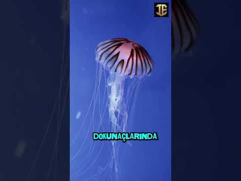 Deniz Anası 🌊
