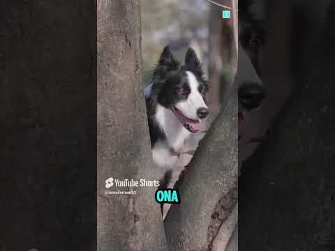 Yaramaz Köpek 🐕‍🦺