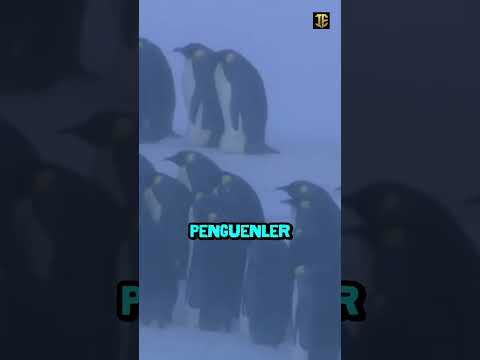 Penguenlerin Soğukla Mücadelesi! 🐧