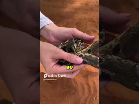 Ölü Taklidi Yapan Yılan 🐍