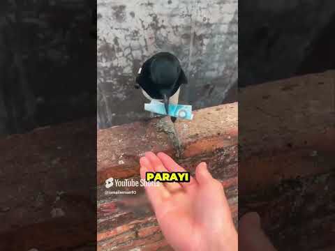 İşçi Kuş 🦅
