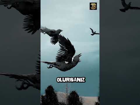 Kargalarla Uğraşma 🔥