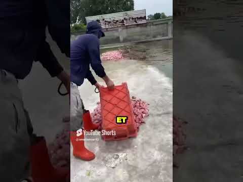 Timsah Beslemek 🐊