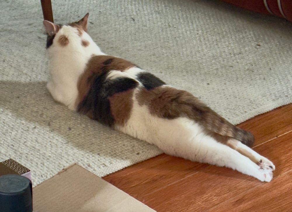 our calico cat phoebe in a very long sploot 