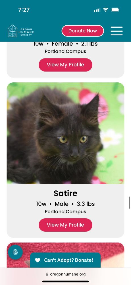 A10 week old brown-black kitten named Satire