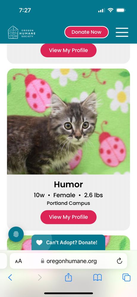 A 10 week old grey tabby kitten named Humor