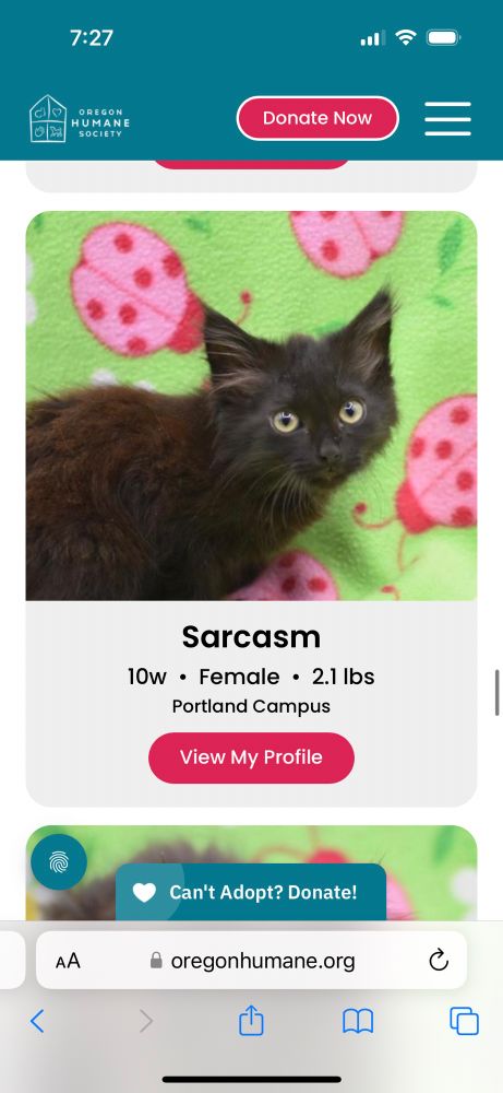 A10 week old black kitten named Sarcasm