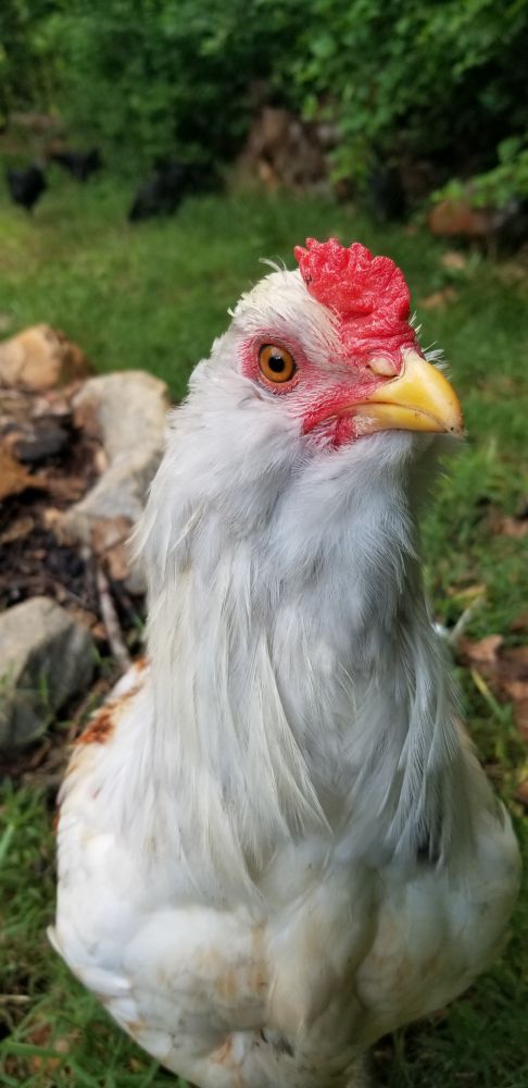Easter egger rooster