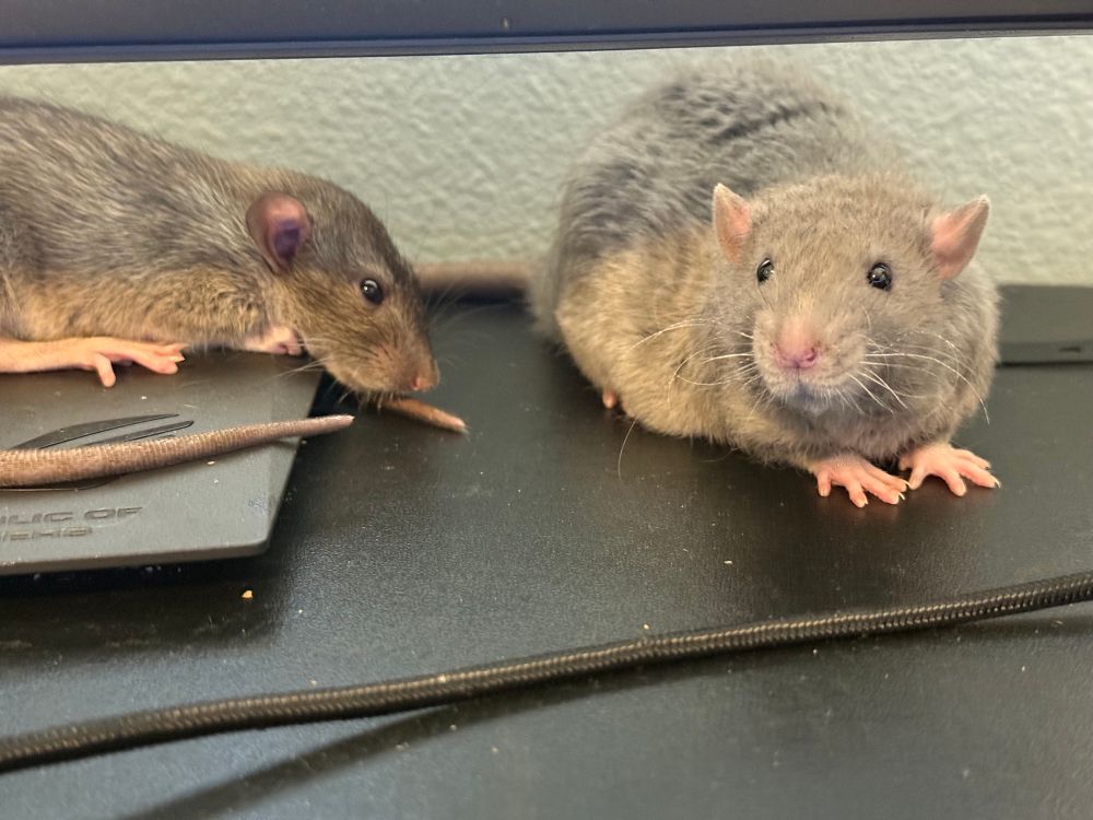 Baby rats Whisky and Tattie chilling under my computer monitor while I work