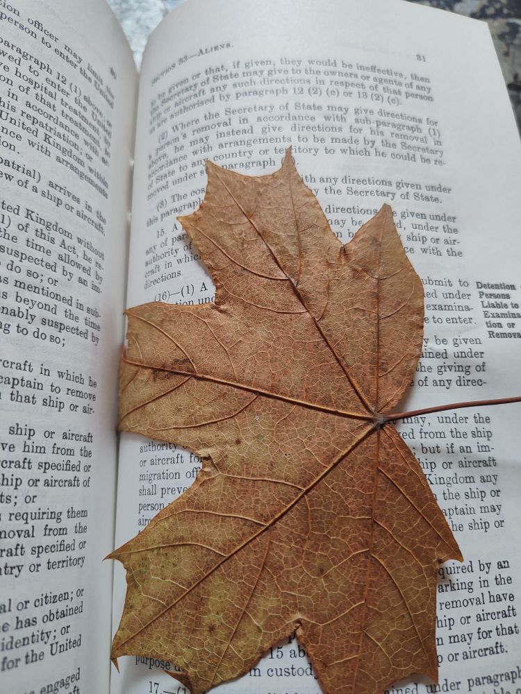 A leaf on a page of writing 