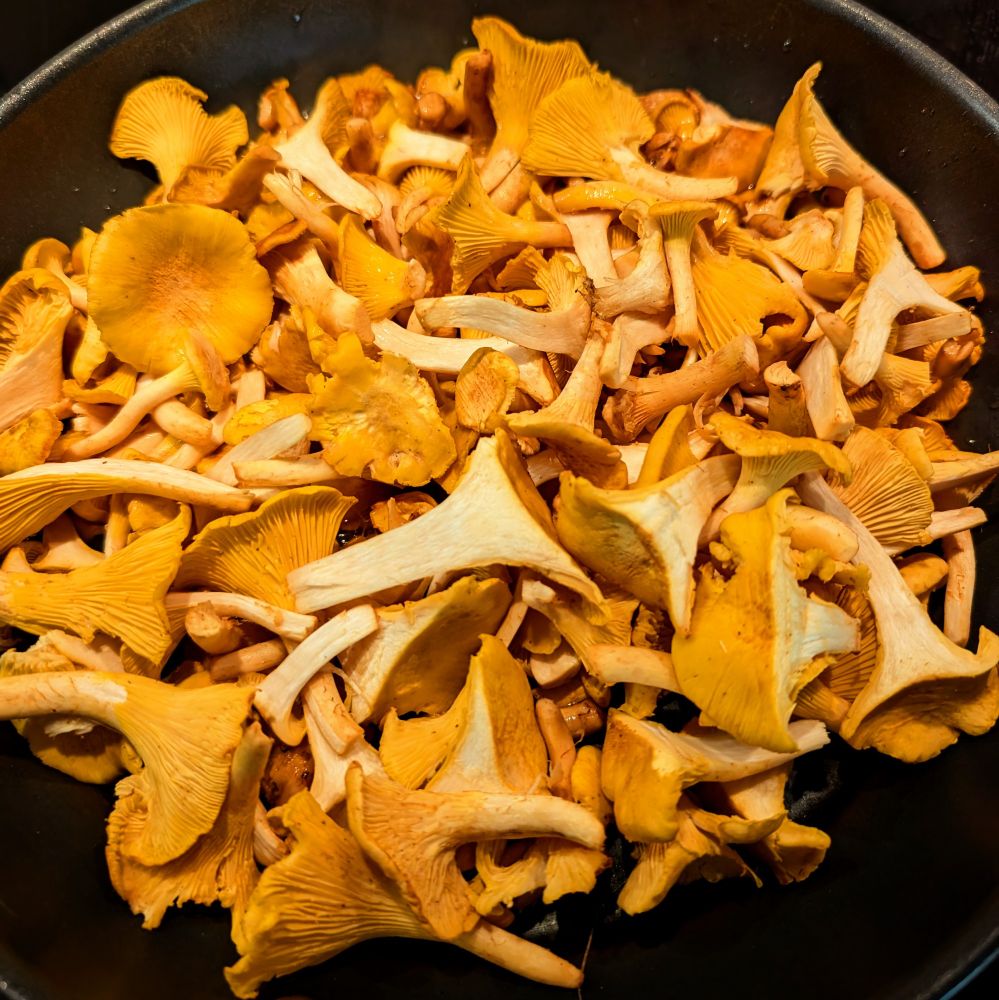 A frying pan full of brightly colored mushrooms, chanterelles