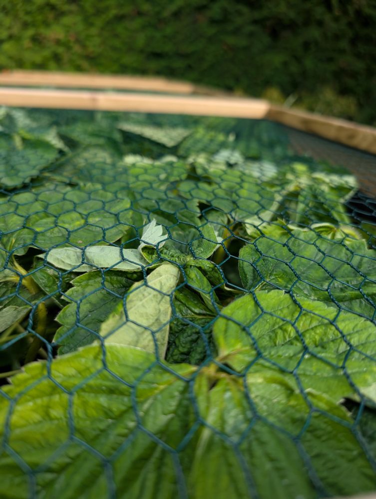 A strawberry plant pressing up against the mesh lid 