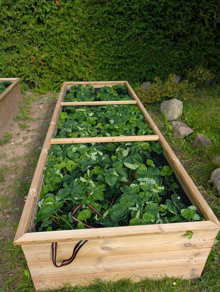 A 2x1 meter box with a mesh lid, filled with strawberry plants 