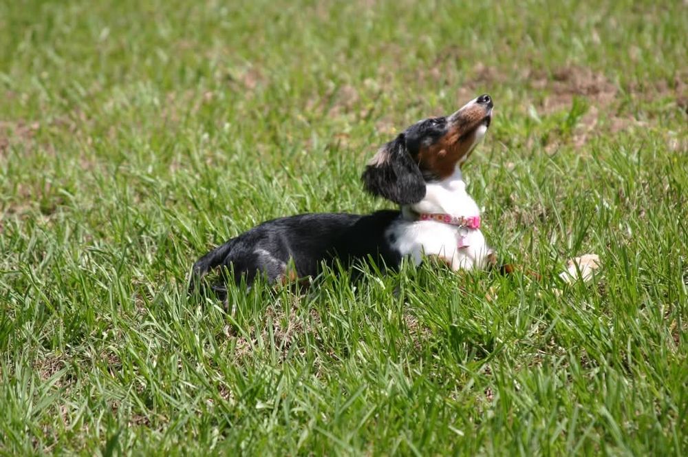 A photo from 2012, of a miniature dachshund with one of those rawhide strips twisted into a bone shape in front of her. She's lying in loaf position on the grass, facing right, with her head tilted back to enjoy the bright sunshine. She's wearing a pink collar with a bell on it. She has a black body with brindle patches on her hips. She had a white blaze on her chest, chin, and paws; brown on her muzzle with a white streak. Her ears are black with white and brindle patches. Her name was BB and she stole that rawhide toy in front of her from a bigger dog after eating her own rawhide toy.