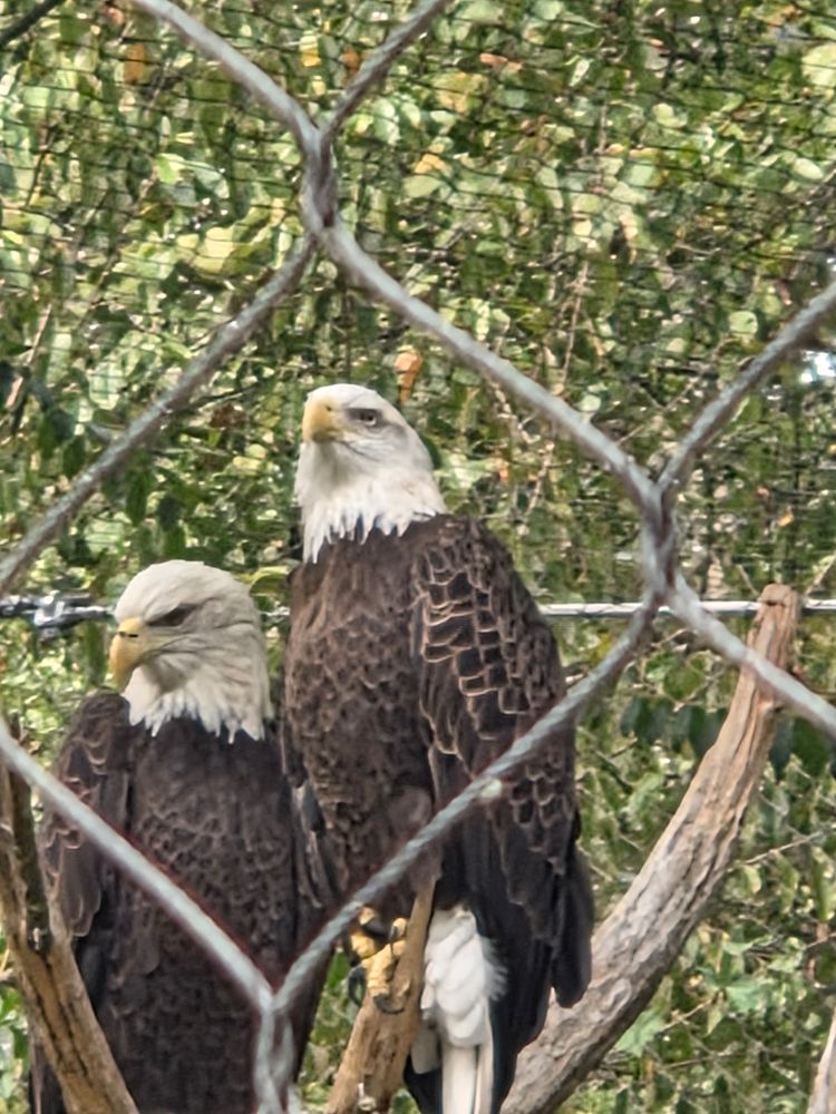 A vertically oriented photo zoomed in through a chain link fence, to show two bald eagles sharing a perch made of a section of dead tree, in the aviary of a natural history museum.