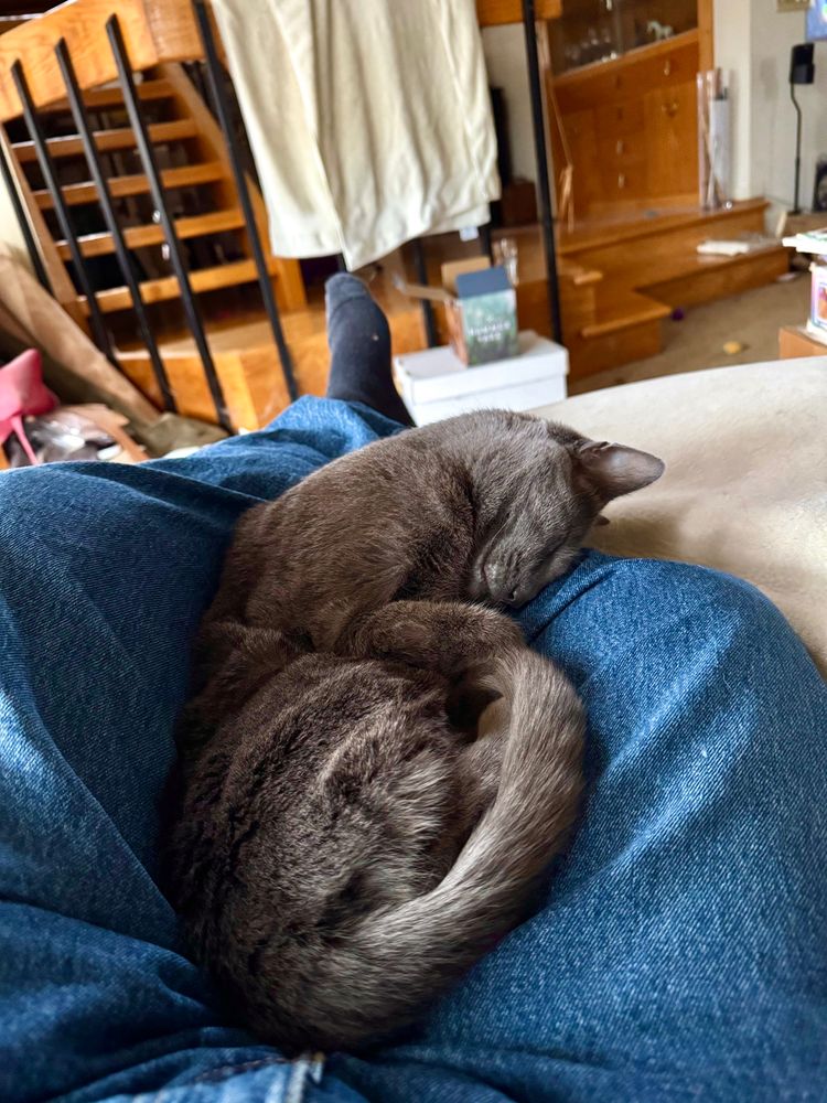 Cat sleeping on a man’s lap