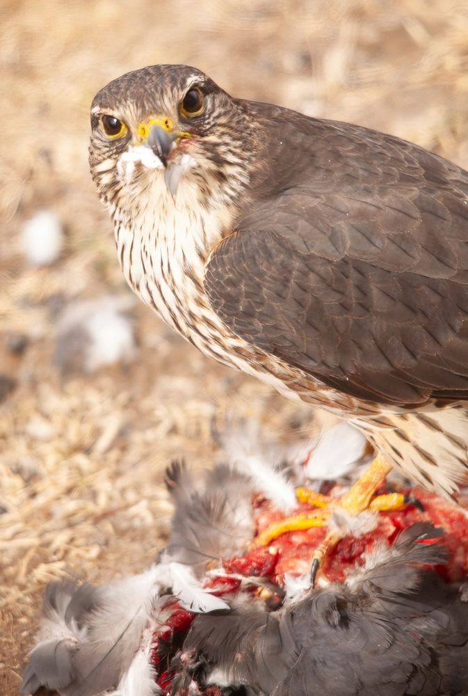 The click of the shutter of my camera caught the attention of the Merlin while it was eating its meal of a rock pigeon on our walkway in Plevna Ontario