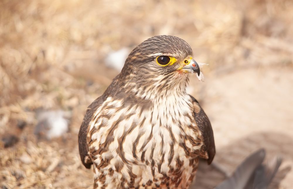 A Merlin with a feather in its beak from the rock pigeon meal it was having on our walkway here in Plevna Ontario