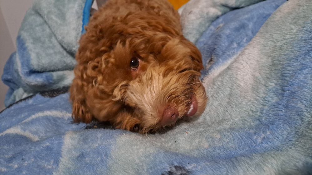 A cookerpoo laying on blue blanket with a smile because he's farted again!